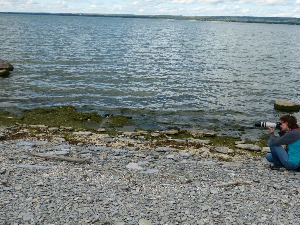 Shorebirds on Gull Island: Photo by Andrea Kingsley