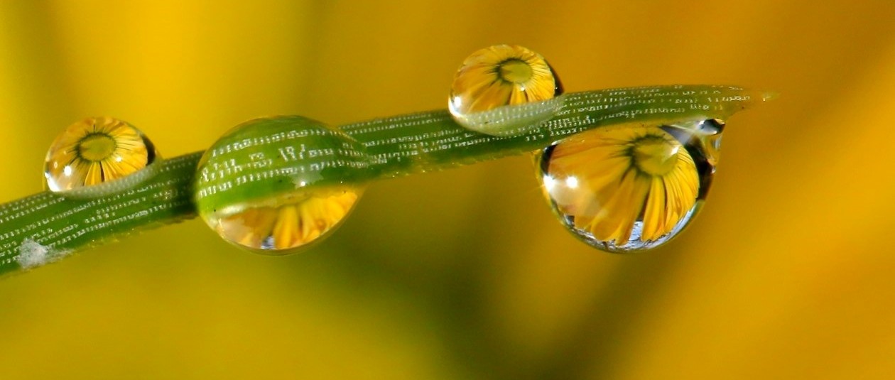 Even the ordinary can seem extraordinary when you look closely.