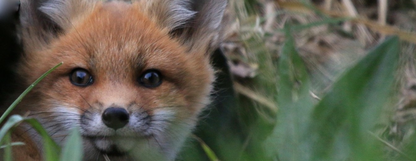 Welcome to my blog, about the wildlife of my home - beautiful Ontario.