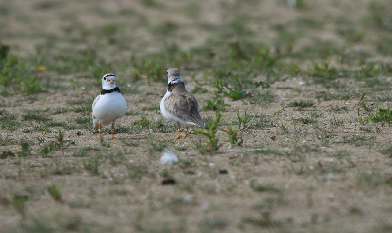 piping plovers presqu'ile park ontario