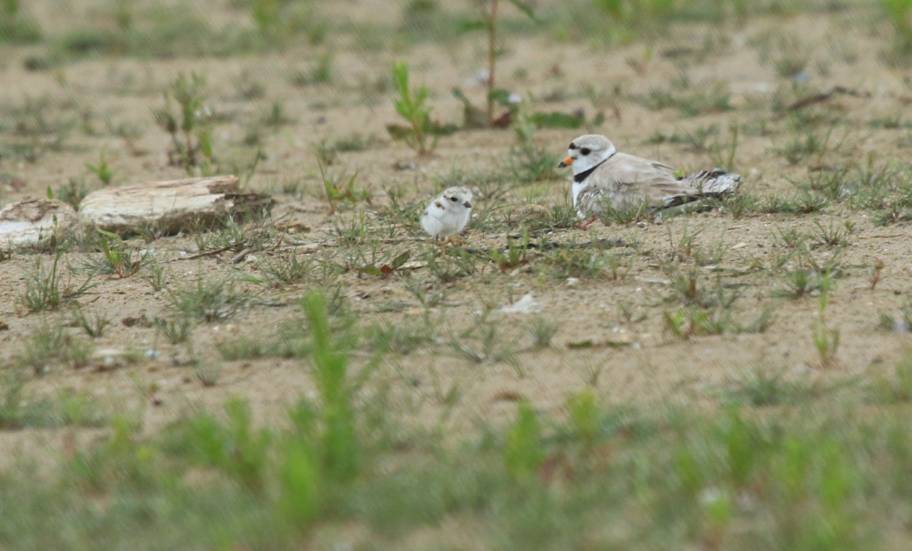 piping plover presqu'ile park
