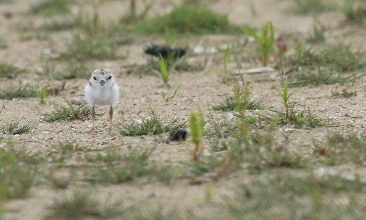 piping plovers presqu'ile park ontario