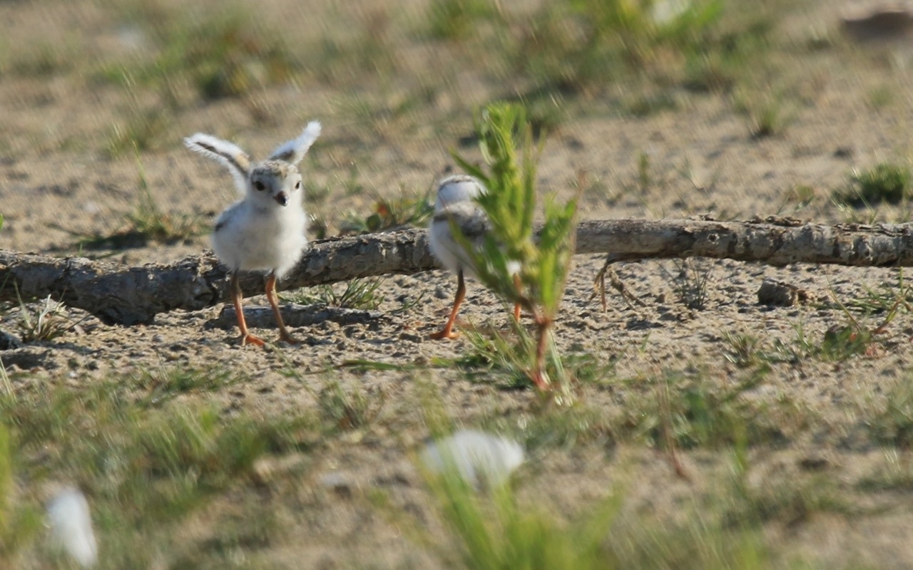 piping plover presqu'ile park ontario canada endangered species