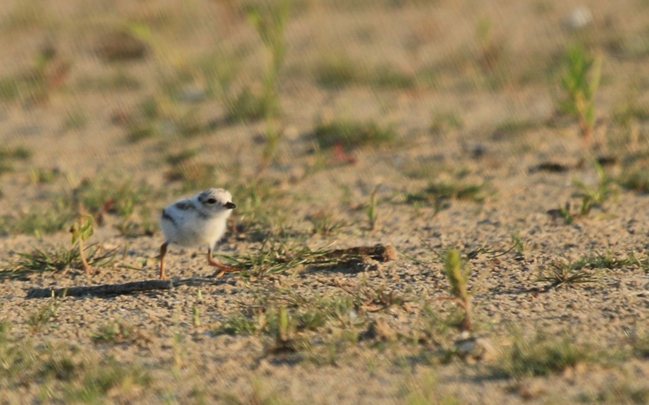 piping plover presqu'ile park ontario canada endangered species