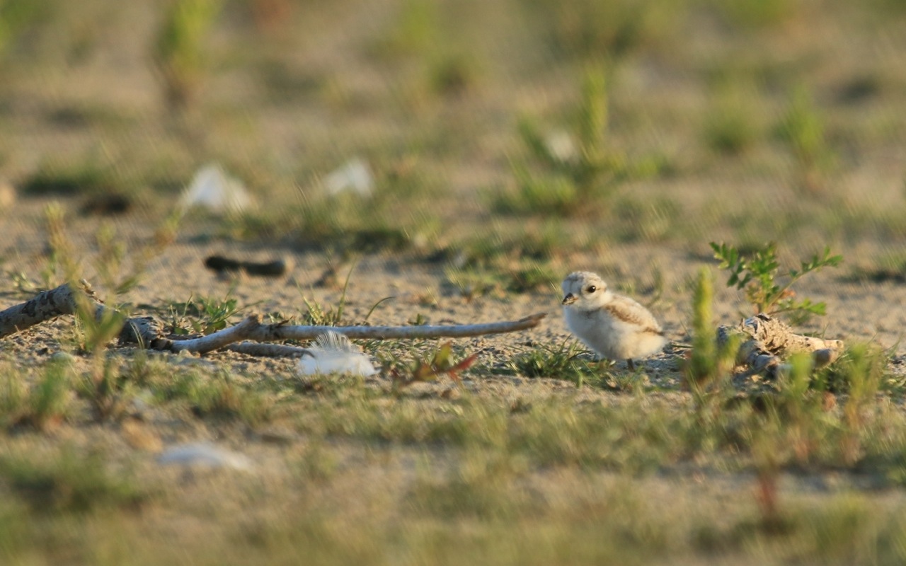 baby piping plover presqu'ile park