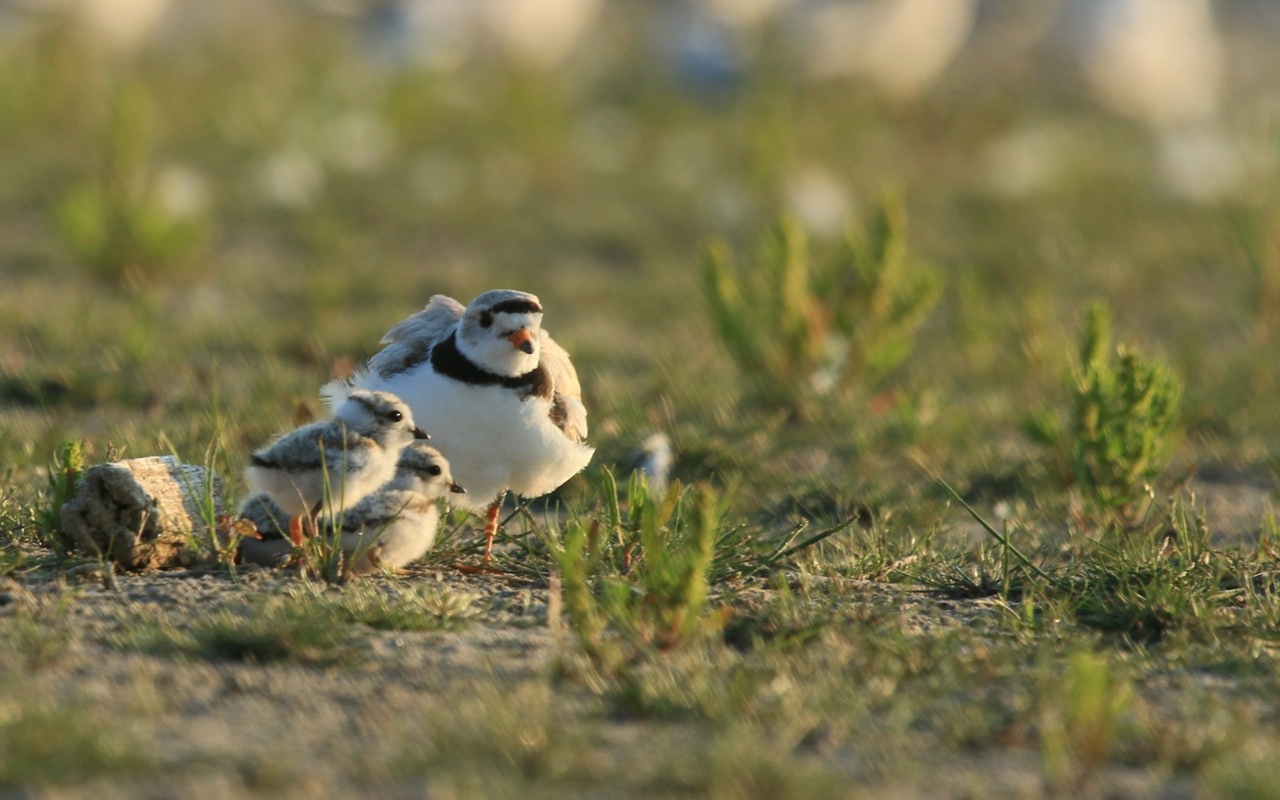 presqu'ile piping plovers