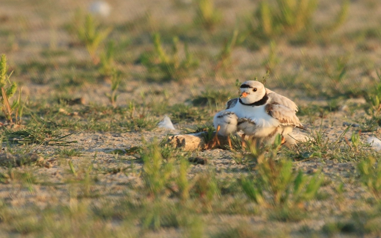 baby piping plover presqu'ile park