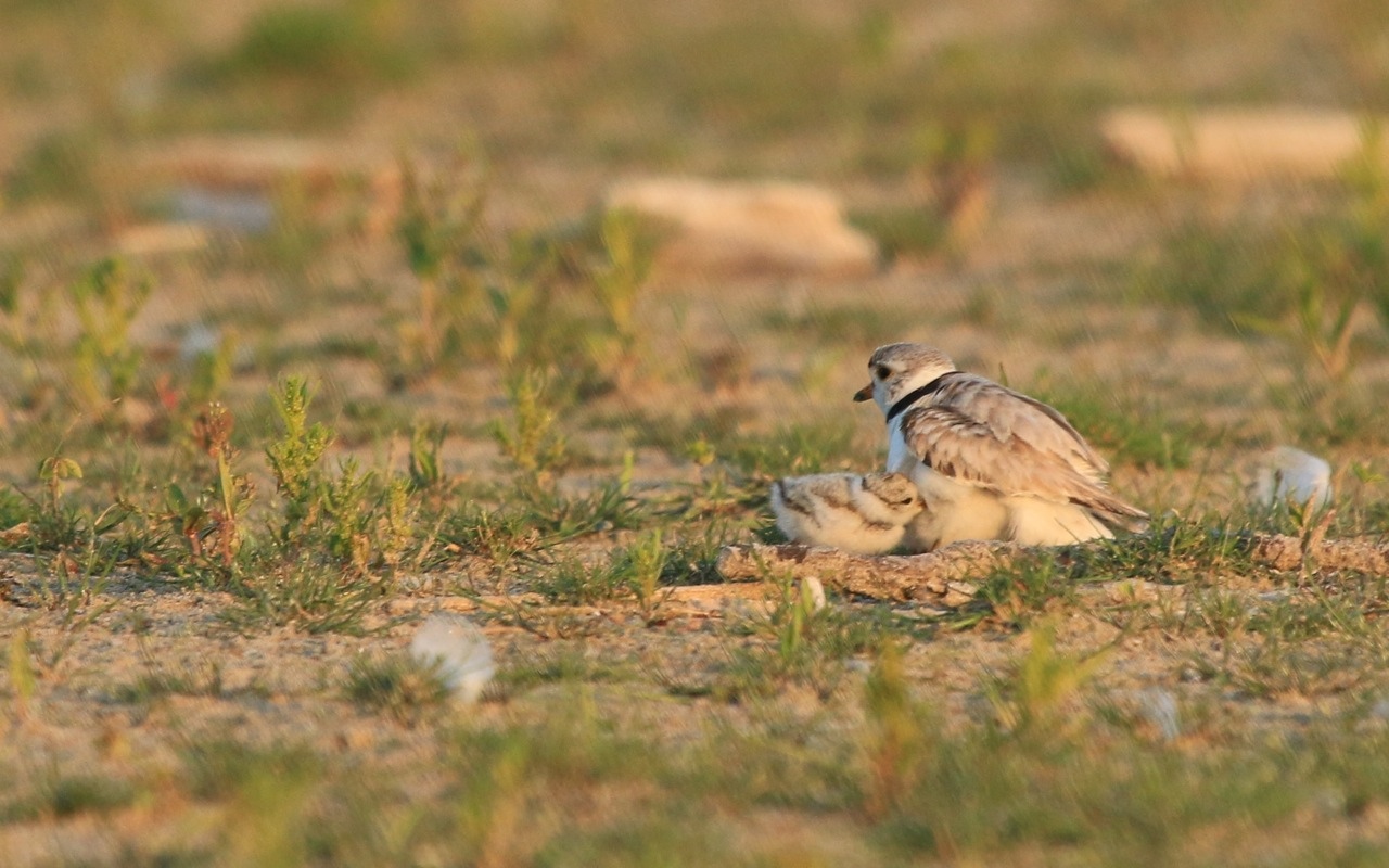 baby piping plover presqu'ile park