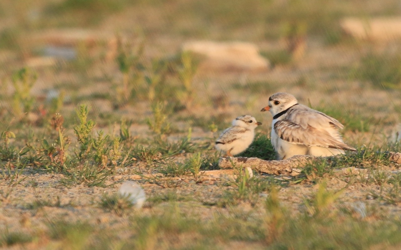 baby piping plovers presqu'ile park lake ontario
