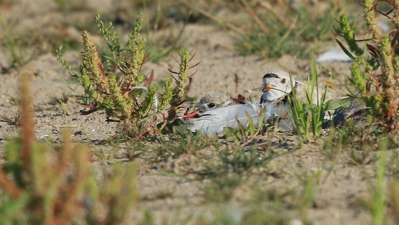 Presqu'ile Piping Plovers