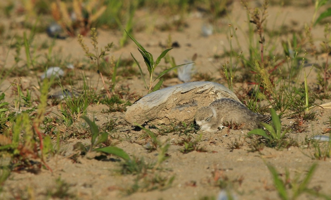 Presqu'ile Piping Plovers