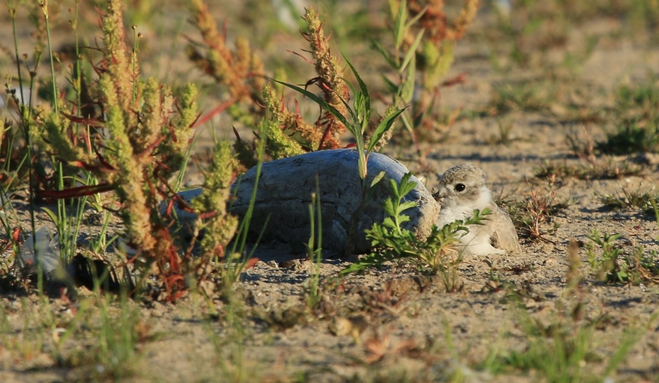 Presqu'ile Piping Plovers