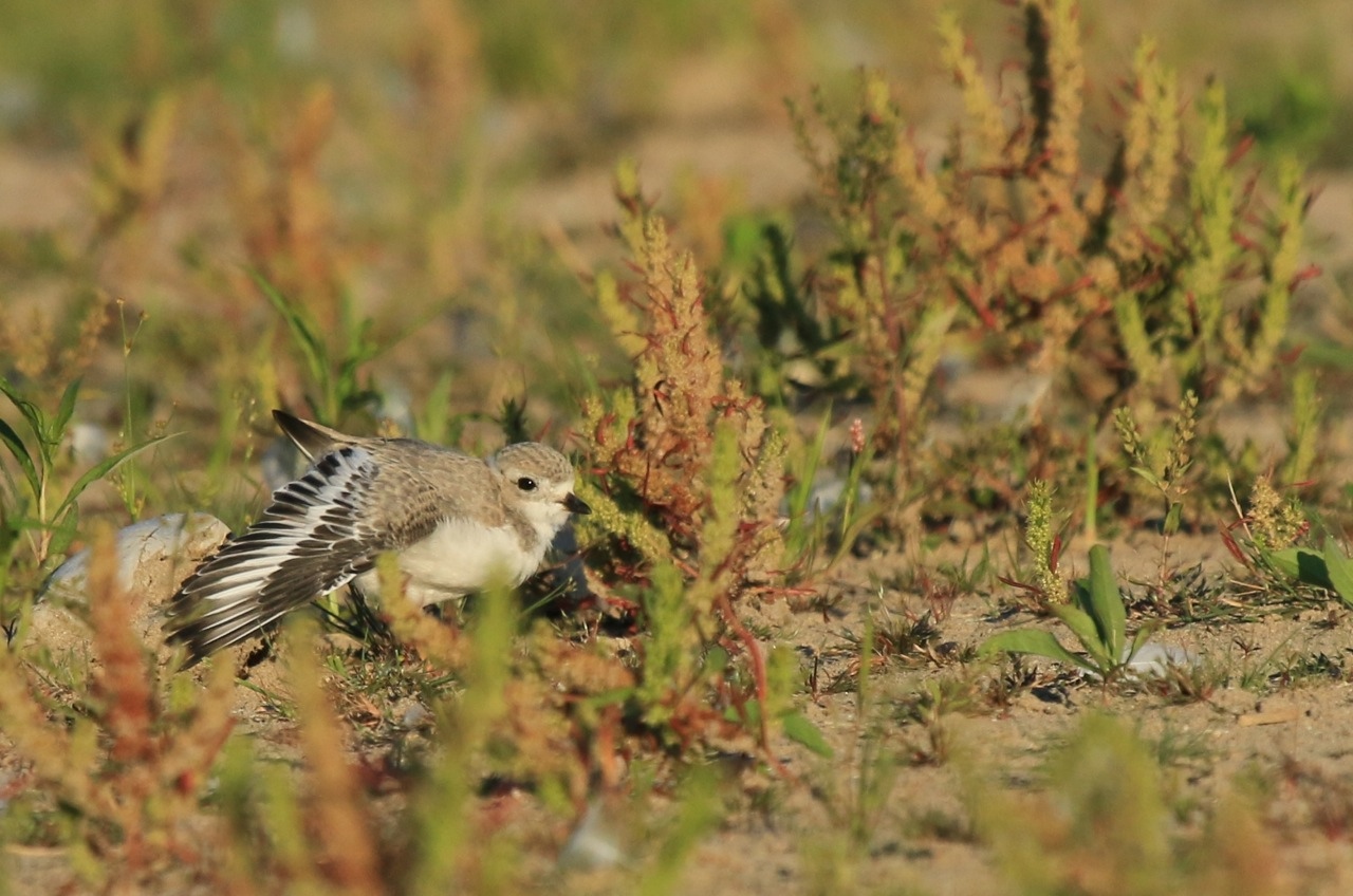 Presqu'ile Piping Plovers
