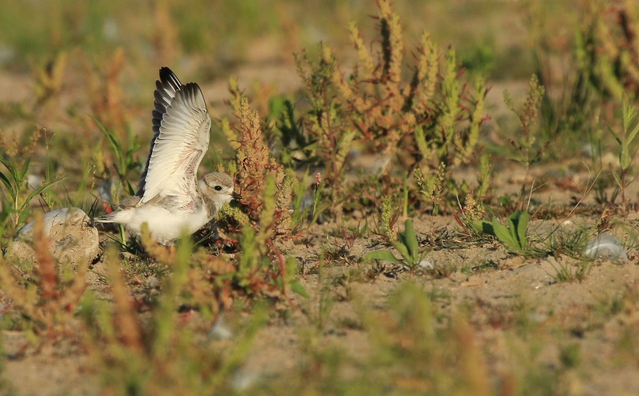 Presqu'ile Park Piping Plovers