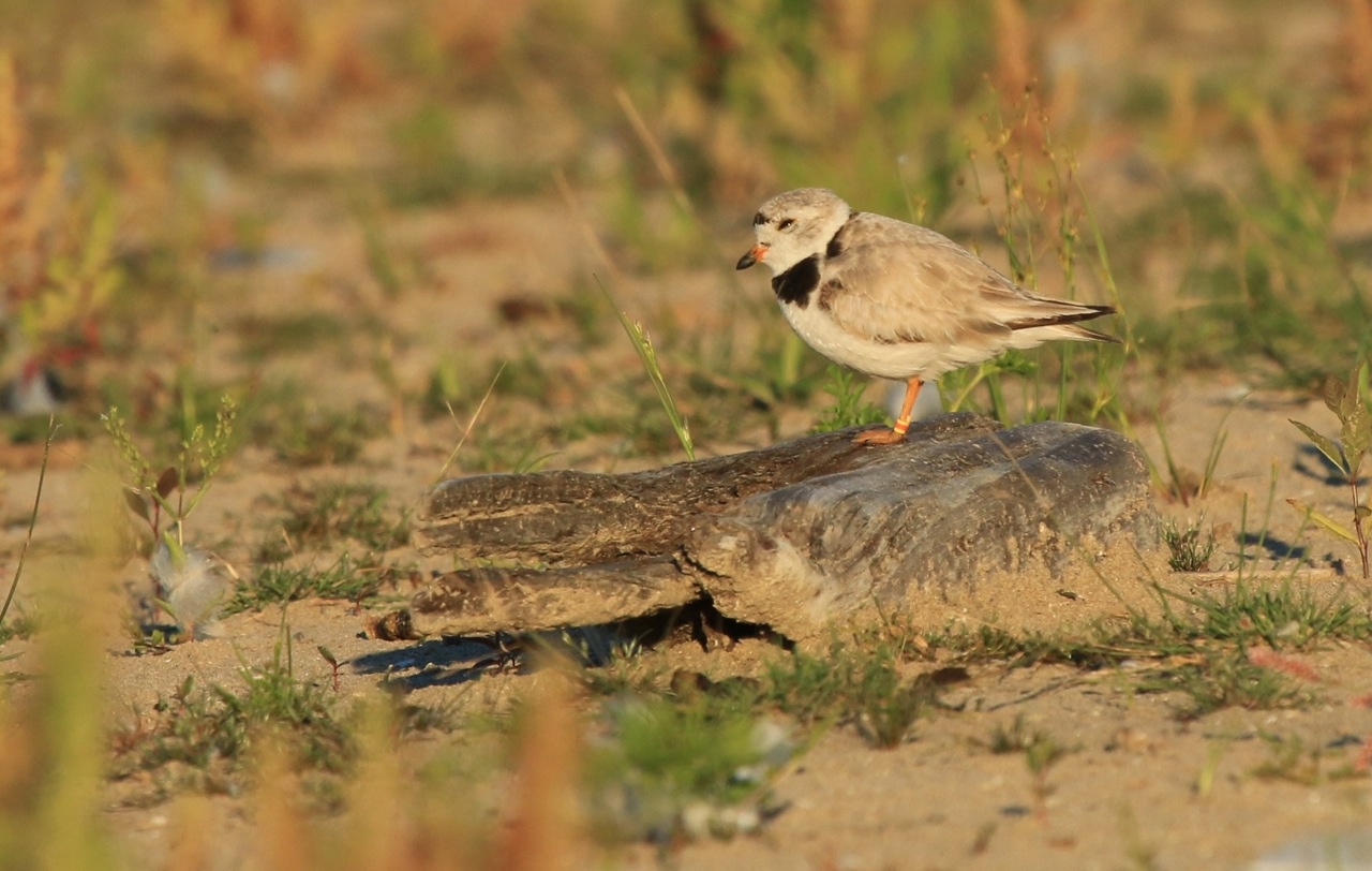 Presqu'ile Piping Plovers