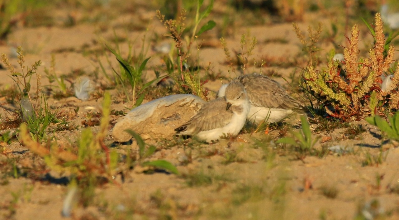 Presqu'ile Piping Plovers