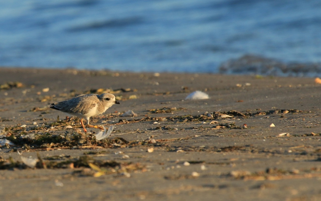 Presqu'ile Piping Plovers