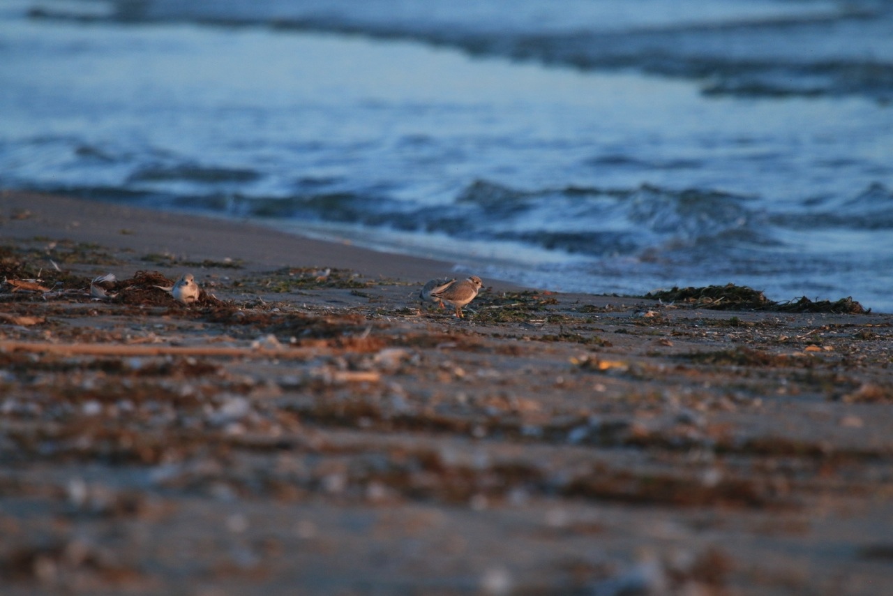 Presqu'ile Piping Plovers
