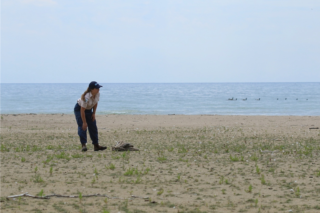 Piping plovers presqu'ile park ontario chicks