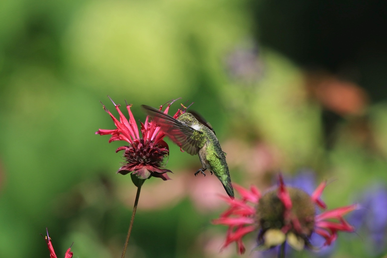 wildlife gardening
