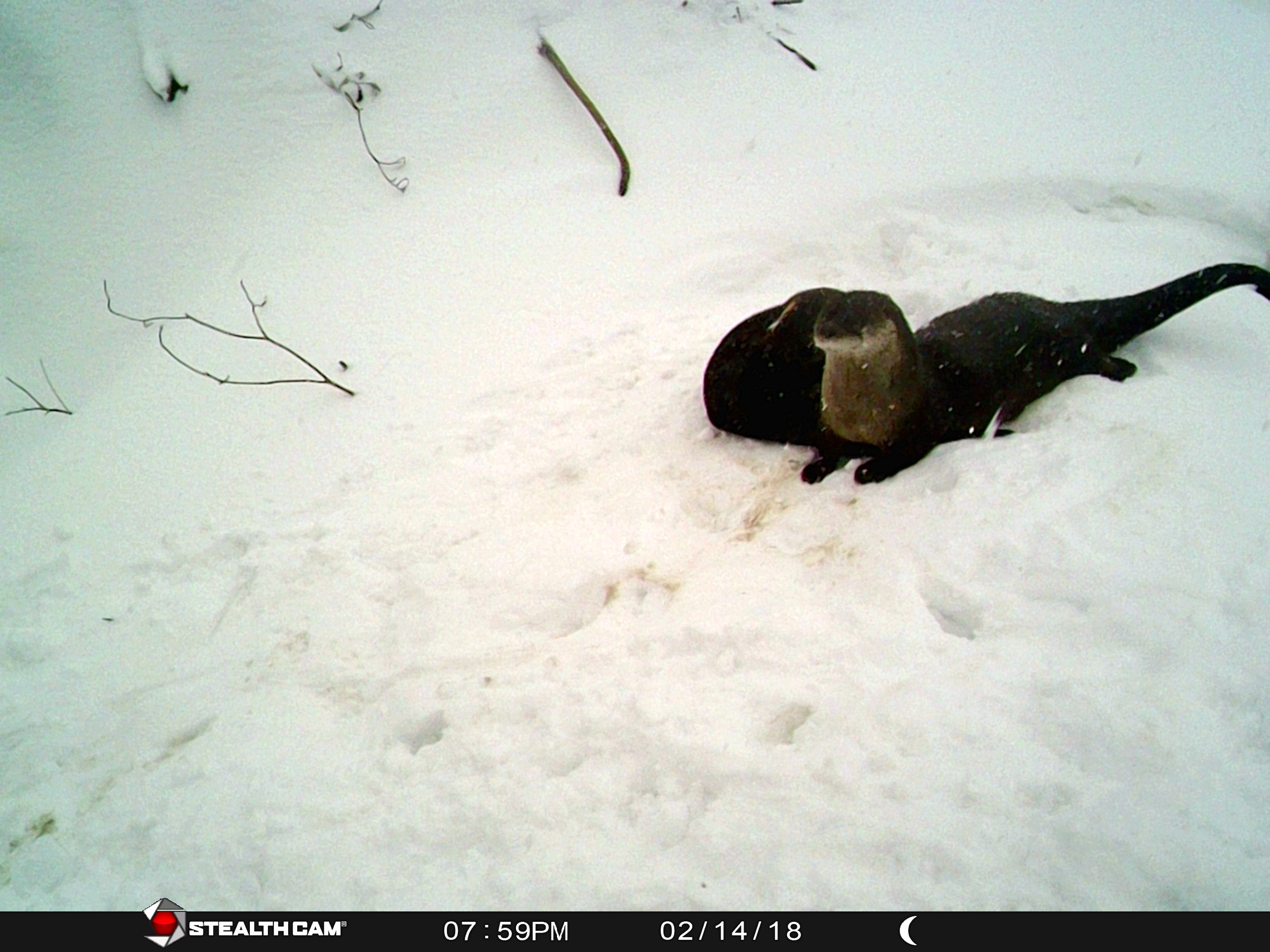 Spy Camera Fun at the Lone Pine Marsh