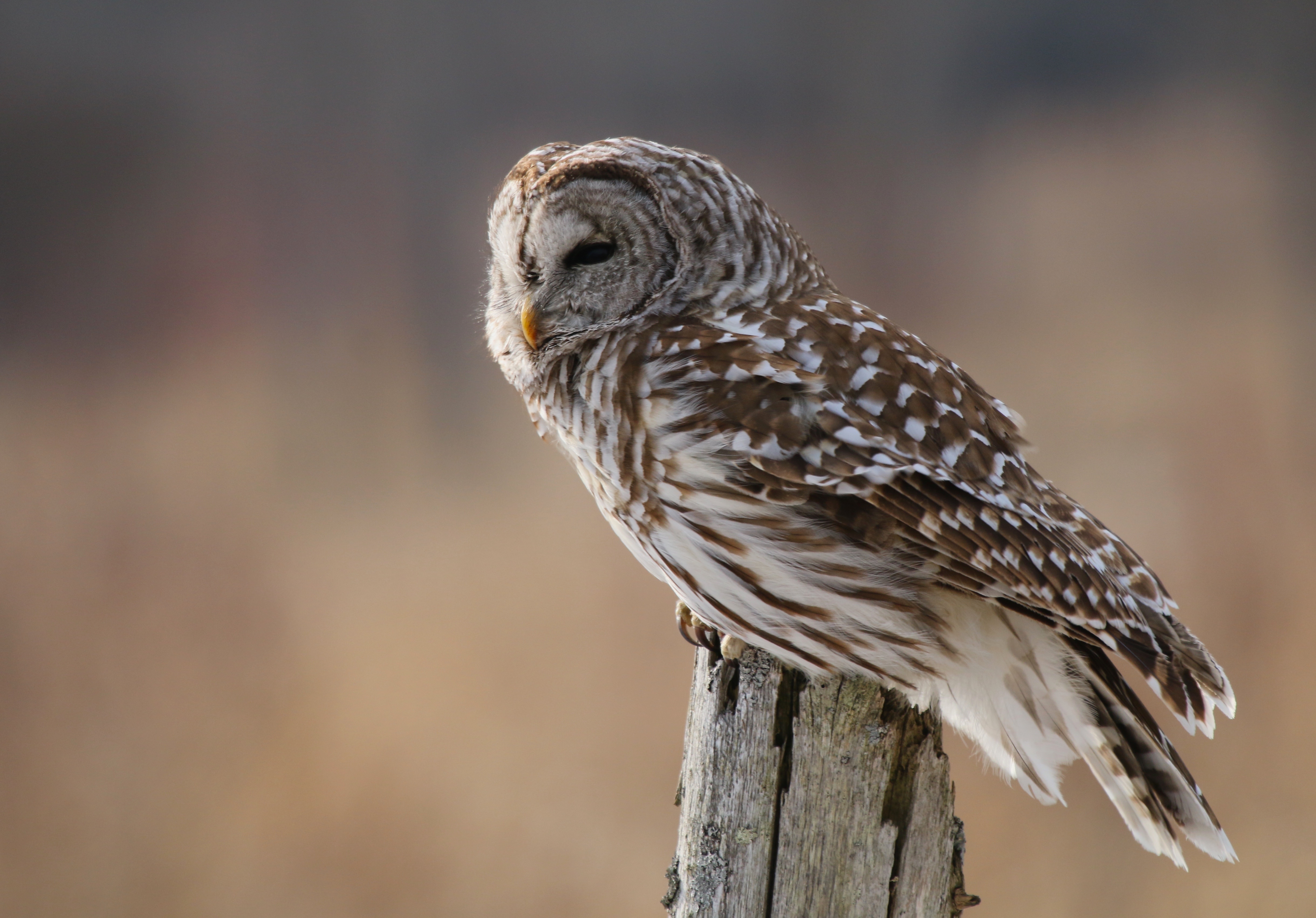 100 Percent Owls